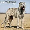 Irish Wolfhound Calendar
